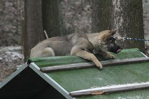 kliknutím zvětšit fotografii fotky ZKO